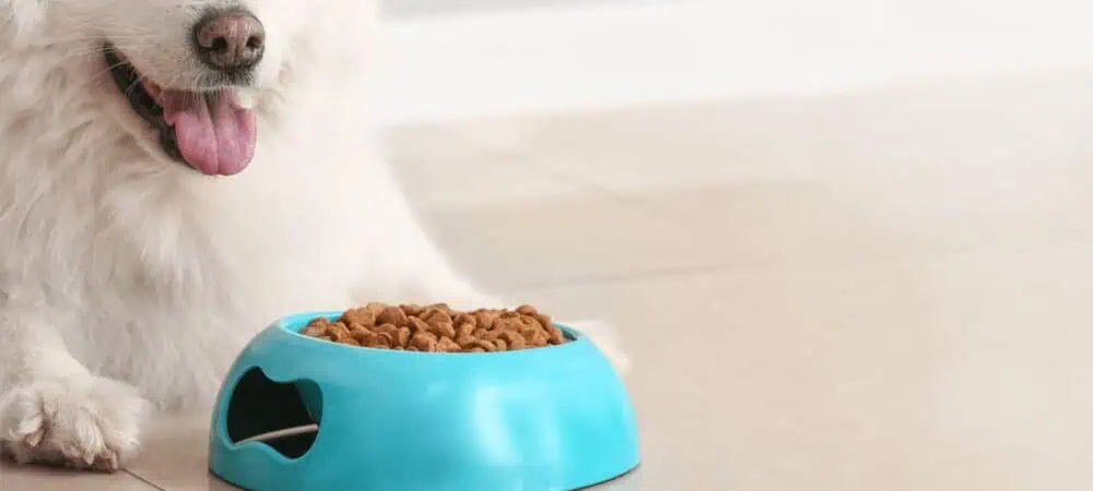 96% nárůst konverzní míry vyhledávání na SpokojenyPes.cz